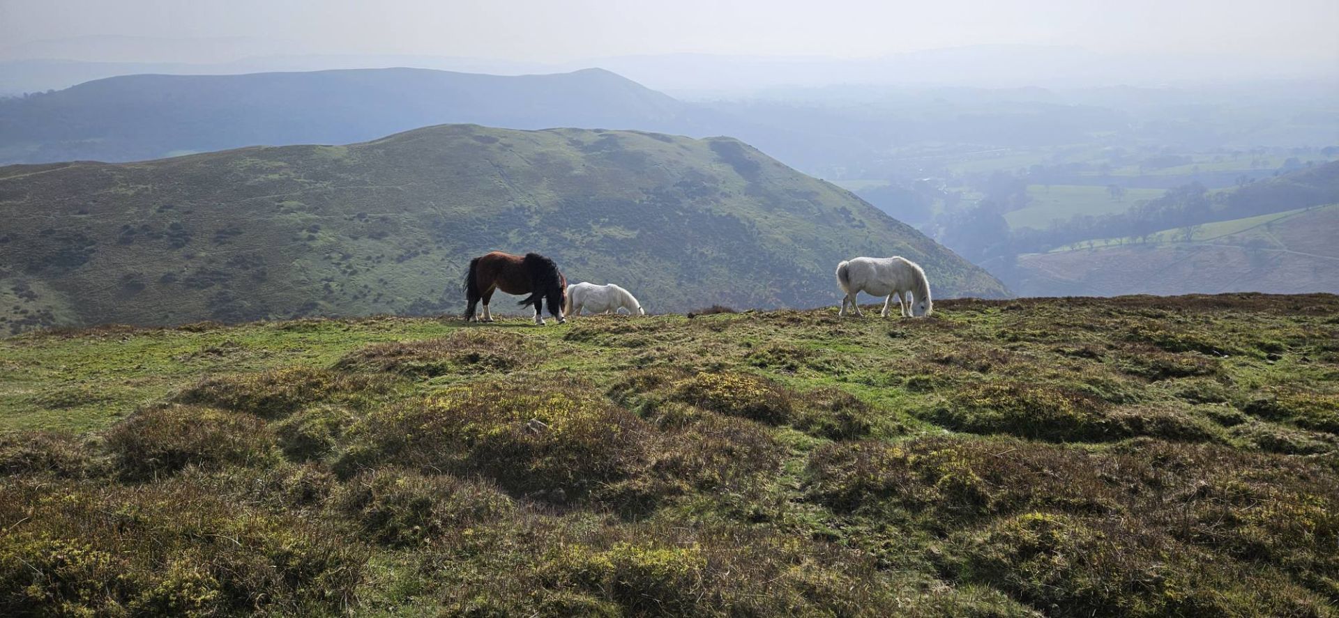 Long Mynd Yearlet with ponies